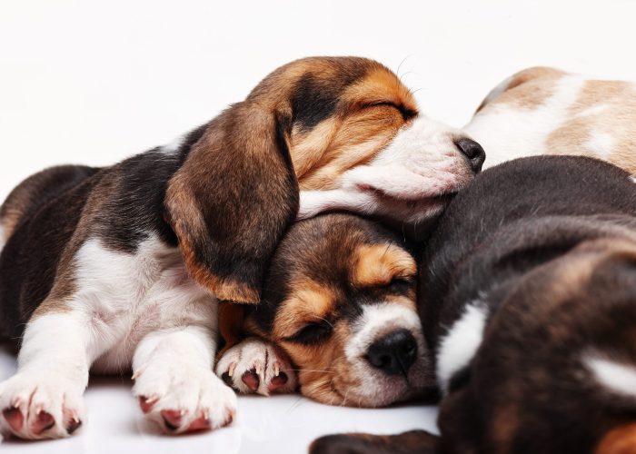 The three beagle Puppies, 1 month old,  sleeping in front of white background